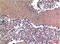 Cyclin B1 antibody, M00745, Boster Biological Technology, Western Blot image 
