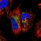GTP Binding Protein 3, Mitochondrial antibody, PA5-59895, Invitrogen Antibodies, Immunofluorescence image 