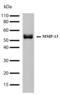Matrix Metallopeptidase 13 antibody, 701287, Invitrogen Antibodies, Western Blot image 