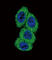 Cytochrome P450 Family 4 Subfamily B Member 1 antibody, abx034045, Abbexa, Western Blot image 
