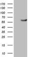 Pyruvate Kinase M1/2 antibody, LS-C800169, Lifespan Biosciences, Western Blot image 