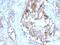 Sex Hormone Binding Globulin antibody, M00682, Boster Biological Technology, Immunohistochemistry frozen image 