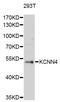 Potassium Calcium-Activated Channel Subfamily N Member 4 antibody, STJ24298, St John
