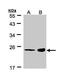 RAS Related antibody, PA5-28270, Invitrogen Antibodies, Western Blot image 