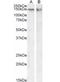 CCCTC-Binding Factor antibody, orb400110, Biorbyt, Western Blot image 