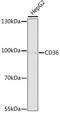 CD36 Molecule antibody, 16-919, ProSci, Western Blot image 