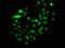 Mismatch repair endonuclease PMS2 antibody, LS-C346151, Lifespan Biosciences, Immunofluorescence image 