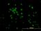 Kruppel Like Factor 11 antibody, H00008462-M03, Novus Biologicals, Immunocytochemistry image 