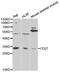 CD27 Molecule antibody, LS-C331783, Lifespan Biosciences, Western Blot image 