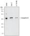 SH3 Domain Containing GRB2 Like, Endophilin B1 antibody, AF7456, R&D Systems, Western Blot image 