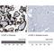 S100 Calcium Binding Protein P antibody, NBP1-89541, Novus Biologicals, Immunohistochemistry paraffin image 