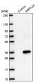 Mitochondrial Ribosomal Protein L24 antibody, NBP2-68709, Novus Biologicals, Western Blot image 