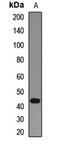 Nei Like DNA Glycosylase 1 antibody, LS-C668348, Lifespan Biosciences, Western Blot image 