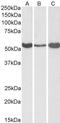 Aldehyde Dehydrogenase 1 Family Member A1 antibody, STJ70020, St John