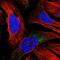 Attractin Like 1 antibody, HPA038070, Atlas Antibodies, Immunofluorescence image 
