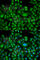 Heat Shock Protein Family A (Hsp70) Member 1 Like antibody, A1856, ABclonal Technology, Immunofluorescence image 