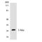  antibody, A14602, Boster Biological Technology, Western Blot image 