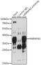 Heterogeneous Nuclear Ribonucleoprotein A0 antibody, 19-983, ProSci, Immunoprecipitation image 