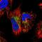 GTP Binding Protein 3, Mitochondrial antibody, NBP1-91974, Novus Biologicals, Immunofluorescence image 