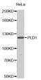 Phospholipase D1 antibody, MBS125953, MyBioSource, Western Blot image 