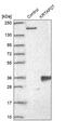Keratin Associated Protein 27-1 antibody, PA5-61821, Invitrogen Antibodies, Western Blot image 