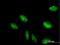  antibody, H00006936-B01P, Novus Biologicals, Immunocytochemistry image 