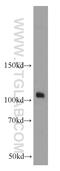 ATPase Na+/K+ Transporting Subunit Alpha 1 antibody, 55187-1-AP, Proteintech Group, Western Blot image 