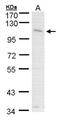 Chloride Channel Accessory 1 antibody, NBP1-31129, Novus Biologicals, Western Blot image 