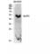 Solute Carrier Family 2 Member 3 antibody, LS-C383713, Lifespan Biosciences, Western Blot image 