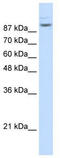 Matrin 3 antibody, TA343883, Origene, Western Blot image 