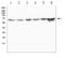 Tudor Domain Containing 3 antibody, A08978, Boster Biological Technology, Western Blot image 