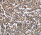 Fc Fragment Of IgA Receptor antibody, MBS2518620, MyBioSource, Immunohistochemistry frozen image 