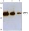 Matrix Metallopeptidase 1 antibody, AP06224PU-N, Origene, Western Blot image 