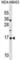 Cyclin-dependent kinase inhibitor 2A, isoforms 1/2/3 antibody, abx030816, Abbexa, Western Blot image 