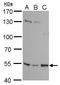 SET Domain Containing 6, Protein Lysine Methyltransferase antibody, GTX629891, GeneTex, Western Blot image 