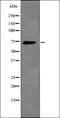 Jun Proto-Oncogene, AP-1 Transcription Factor Subunit antibody, orb335711, Biorbyt, Western Blot image 