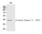 Casein Kinase 1 Alpha 1 antibody, PA5-40227, Invitrogen Antibodies, Western Blot image 