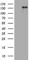 Zinc Finger E-Box Binding Homeobox 2 antibody, LS-C336470, Lifespan Biosciences, Western Blot image 