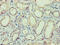 IZUMO Family Member 4 antibody, CSB-PA636327LA01HU, Cusabio, Immunohistochemistry frozen image 