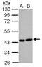 Heme Oxygenase 2 antibody, NBP2-16804, Novus Biologicals, Western Blot image 