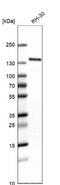 WD Repeat And HMG-Box DNA Binding Protein 1 antibody, NBP1-89091, Novus Biologicals, Western Blot image 