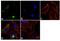 Von Willebrand Factor antibody, MA5-14029, Invitrogen Antibodies, Immunofluorescence image 