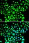 B Cell Receptor Associated Protein 31 antibody, LS-C346207, Lifespan Biosciences, Immunofluorescence image 