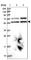 Torsin 1A Interacting Protein 1 antibody, HPA047151, Atlas Antibodies, Western Blot image 