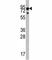 Neurotrophic Receptor Tyrosine Kinase 1 antibody, F50682-0.4ML, NSJ Bioreagents, Western Blot image 