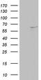 NEDD8 Activating Enzyme E1 Subunit 1 antibody, TA804321S, Origene, Western Blot image 