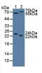 Mannan Binding Lectin Serine Peptidase 2 antibody, LS-C685161, Lifespan Biosciences, Western Blot image 