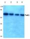 Mitogen-Activated Protein Kinase Kinase Kinase 7 antibody, AP06625PU-N, Origene, Western Blot image 