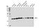 Vesicle Transport Through Interaction With T-SNAREs 1A antibody, 14764S, Cell Signaling Technology, Western Blot image 