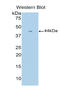 Colony Stimulating Factor 3 antibody, LS-C293455, Lifespan Biosciences, Western Blot image 